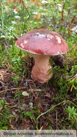 Boletus pinophilus