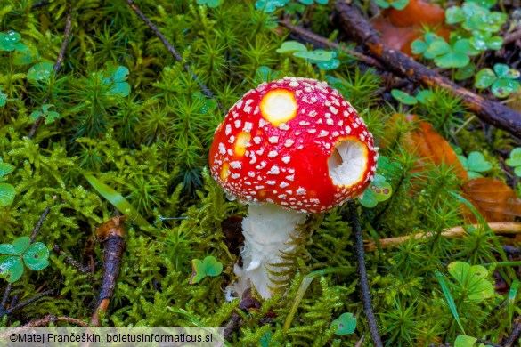 Amanita muscaria