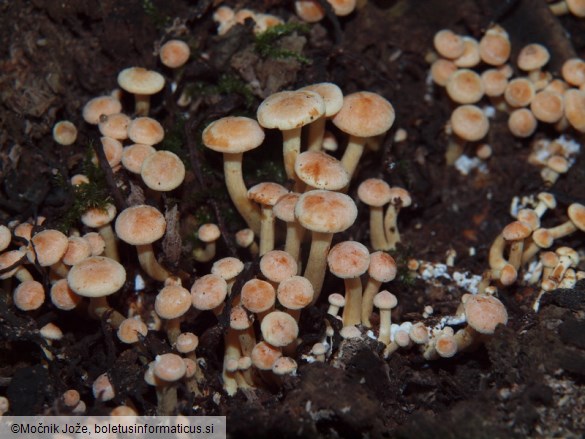 Hypholoma fasciculare var. pusillum