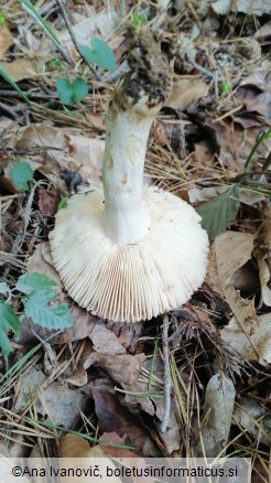 Russula foetens