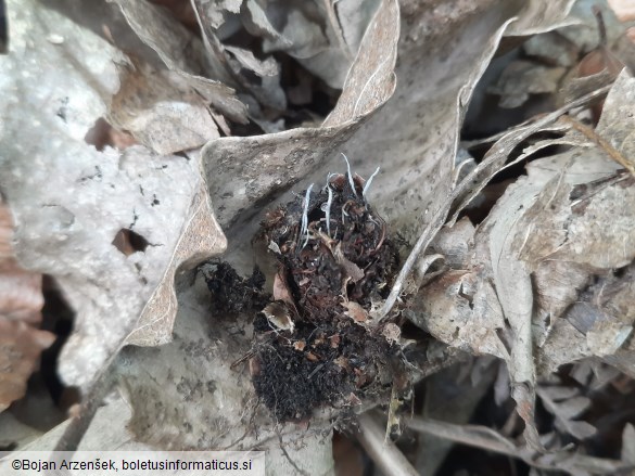 Xylaria carpophila