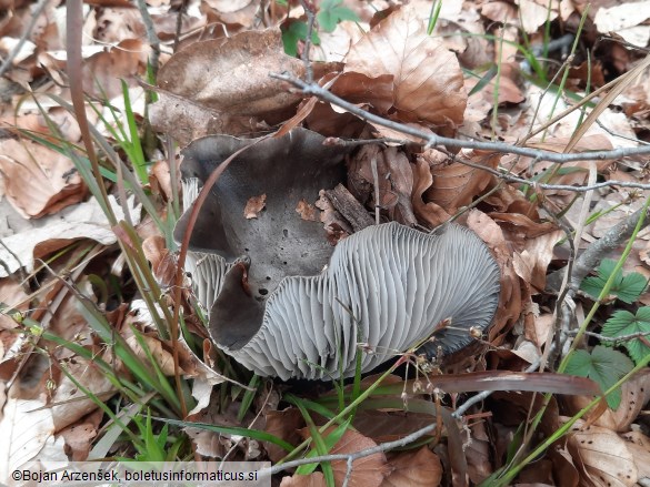 Hygrophorus marzuolus