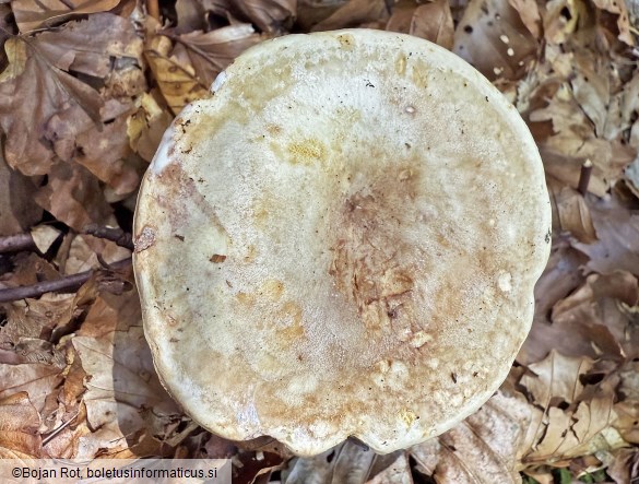 Lactarius luridus