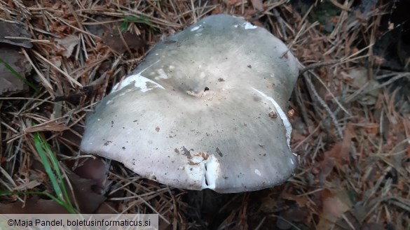 Russula cyanoxantha