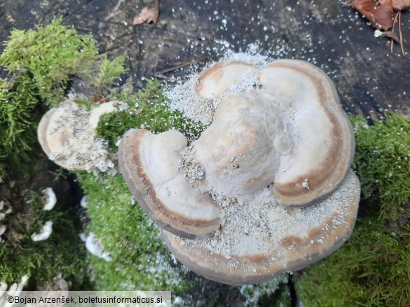 Trametes gibbosa