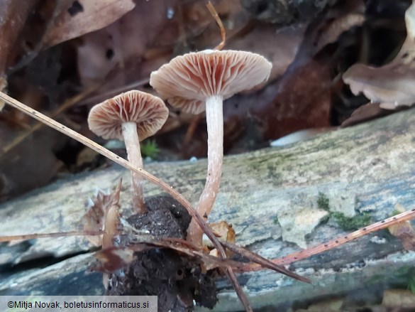 Tubaria conspersa