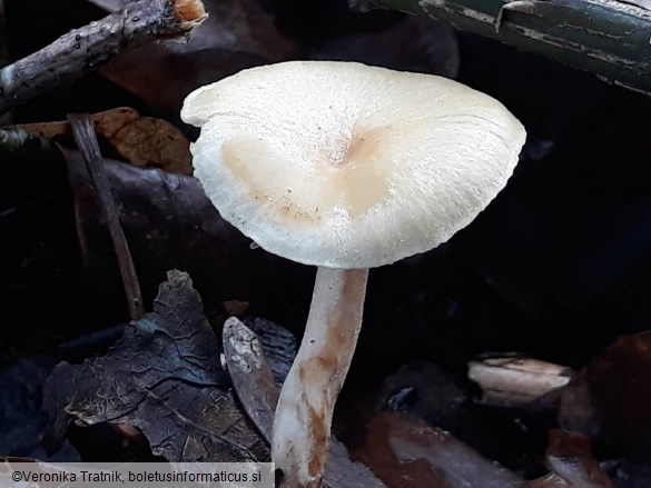 Lentinus brumalis