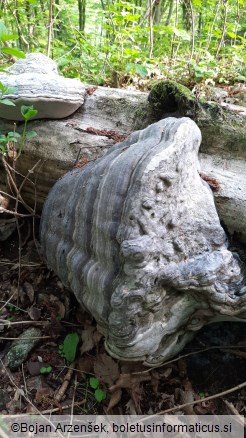 Fomes fomentarius