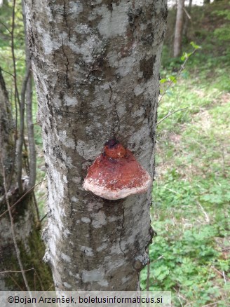 Fomitopsis pinicola