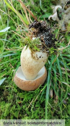 Boletus reticulatus