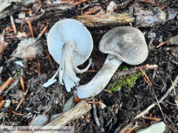 Tricholoma scalpturatum