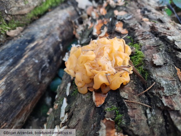 Tremella aurantia