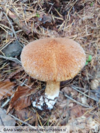 Suillus grevillei