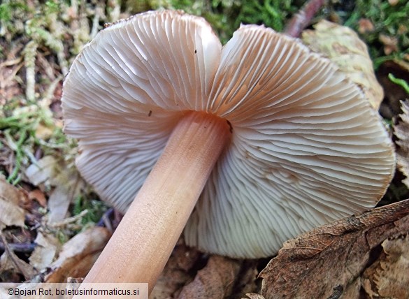 Inocybe asterospora