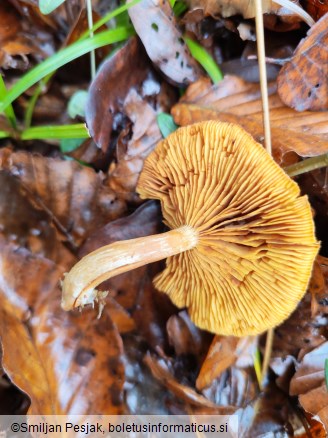 Gymnopilus penetrans