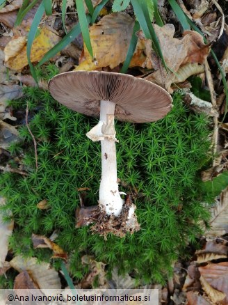 Agaricus sylvicola