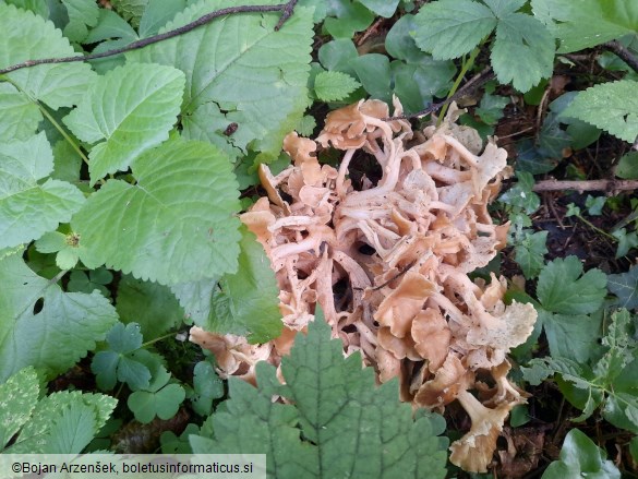 Dendropolyporus umbellatus