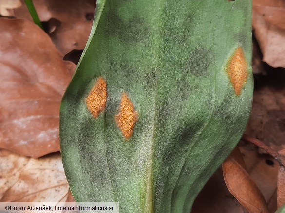 Uromyces erythronii