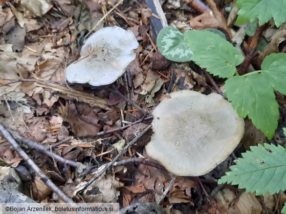 Clitocybe odora