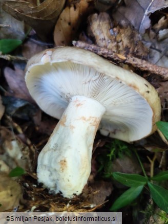 Russula acrifolia