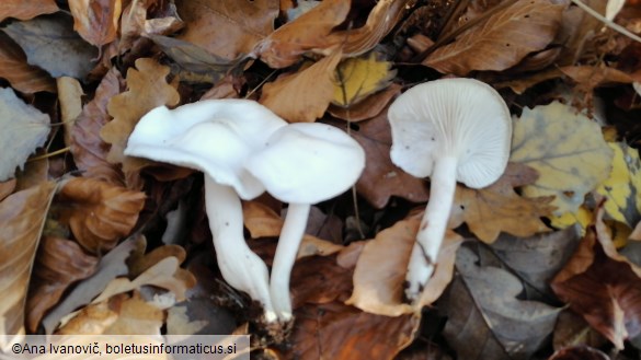 Hygrophorus eburneus