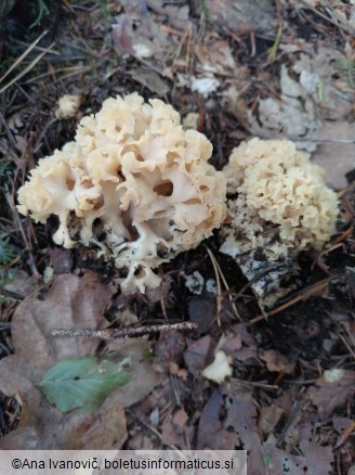 Sparassis crispa