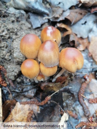 Coprinellus micaceus