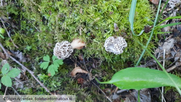 Morchella esculenta