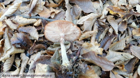 Armillaria ostoyae