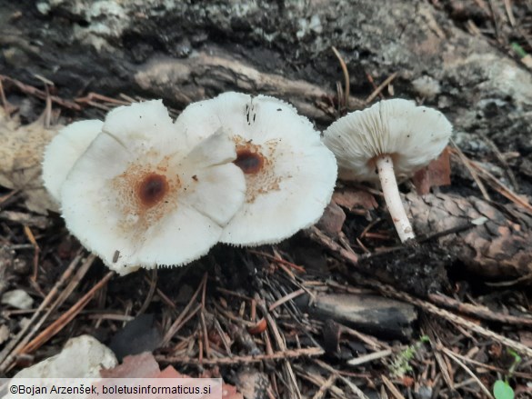 Lepiota cristata