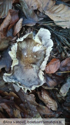 Tricholoma portentosum