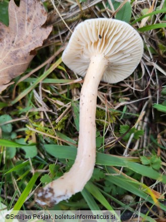 Cuphophyllus virgineus