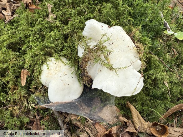 Tricholoma columbetta