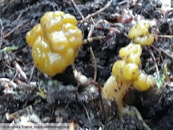 Leotia lubrica