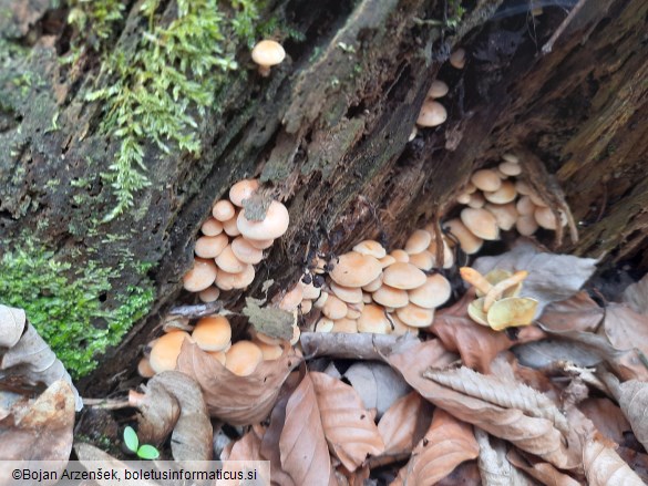 Hypholoma fasciculare var. pusillum