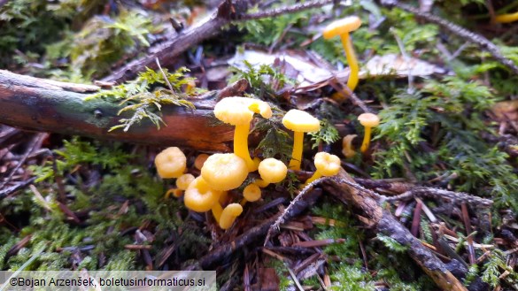 Cantharellus tubaeformis var. lutescens