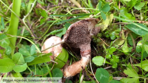 Suillus viscidus