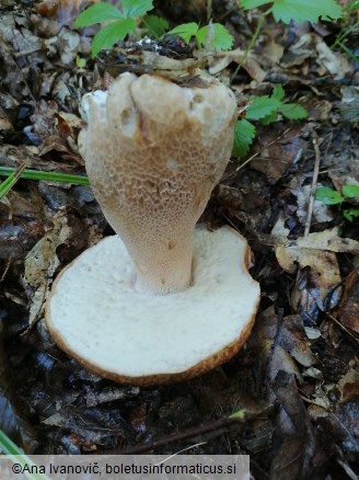 Boletus reticulatus