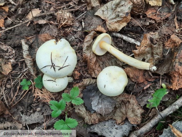 Hygrophorus chrysodon