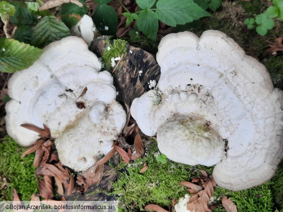 Trametes gibbosa