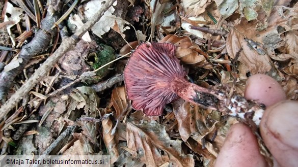 Hygrophorus capreolarius