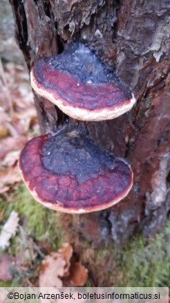 Fomitopsis pinicola