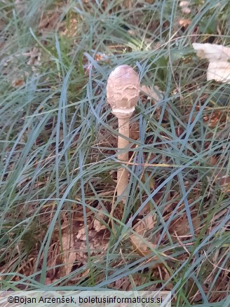 Macrolepiota procera