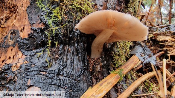 Pluteus atricapillus