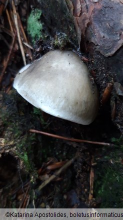 Tricholoma saponaceum