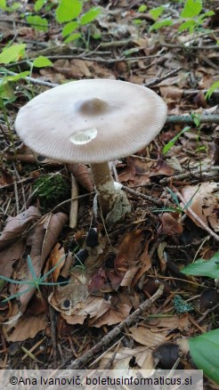 Amanita subalpina