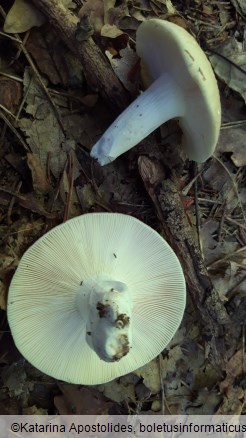 Russula violeipes