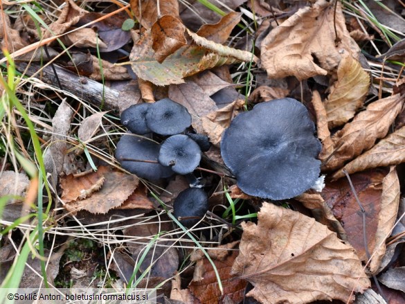 Entoloma serrulatum