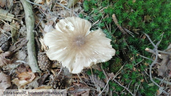 Megacollybia platyphylla