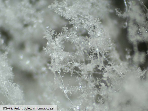 Mycogone calospora